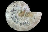 Cut Ammonite Fossil (Half) - Deep Crystal Pockets #97749-1